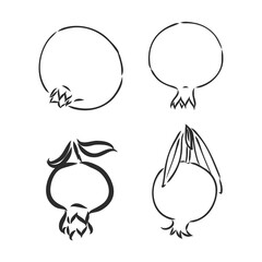 Hand drawn illustration. Black and white vector sketch. Highly deteiled drowing of the Garnet.