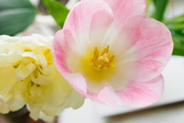 Yellow terry spring and pink and white tulip close-up. Floral background for a large space. Greeting Card