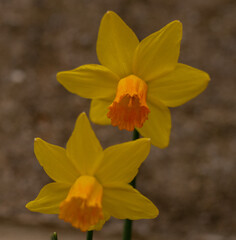 Two spring daffodils, with a blurred brick wall in the background.