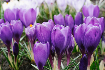 Spring purple crocuses close-up in the garden bloom in the spring. Selective Focus