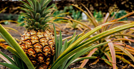 Obraz premium pineapple on the vine