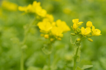 Fototapeta premium 咲き始めの菜の花