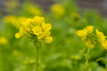 咲き始めの菜の花