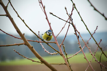 Eurasian blue tit in the branches