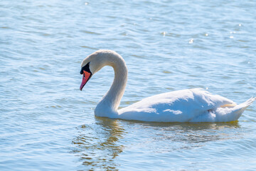 Graceful white Swan swimming in the lake, swans in the wild. Portrait of a white swan swimming on a lake.