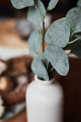 decorative flower with wide round leaves in a vase