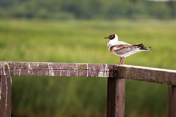 bird on a fence