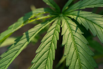 Beautiful marijuana green  leaves on natural background.