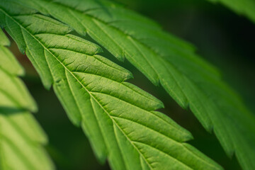 Beautiful marijuana green  leaves on natural background.