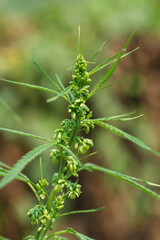 Beautiful marijuana green  leaves on natural background.