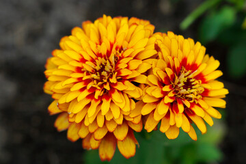 yellow flower of calendula