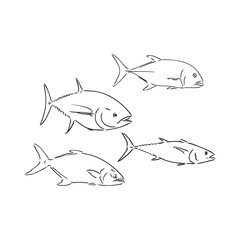 Vector illustration of tuna. Vector illustration can be used for creating logo and emblem for fishing clubs, prints, web and other crafts.