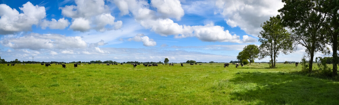 Weidetierhaltung - K&uuml;he auf einer gro&szlig;en Weide. Symbolbild als Panorama.