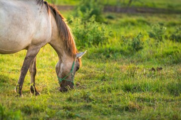 Naklejka premium horse grazing in a field