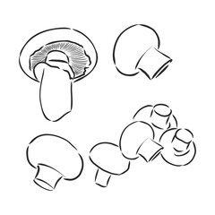 Mushrooms Champignon. Vector hand drawn vegetables isolated on white background