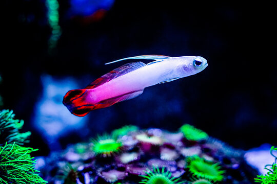 Fire goby (Nemateleotris magnifica) isolated in a reef tank with blurred background