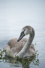 swan