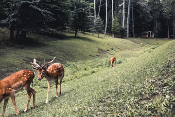 Sika deer eating grass