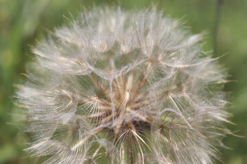 Head of a dandelion gone to seed on a spring day in Germany.