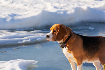 beagle stands in the winter snow and looks into the distance