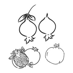 Hand drawn illustration. Black and white vector sketch. Highly deteiled drowing of the Garnet.