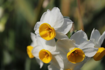 早春の公園に咲くフサザキスイセンの花
