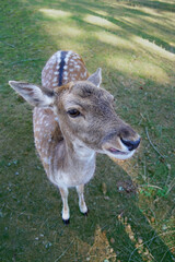 Portrait Of beautiful brown spotted Female fallow deer looking at camera. Wildlife vertical...