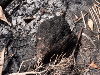 burnt timber 