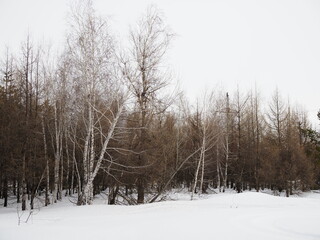 Fototapeta na wymiar Snow covered winter landscape on birkeroed golf course