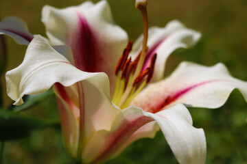 Large buds of blooming lilies in the garden.