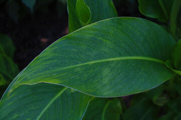 Close up of green leaf texture in tropical forest for background.