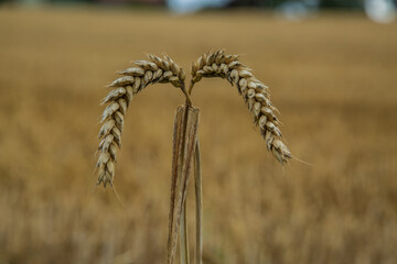 Kornfeld