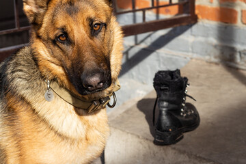Guilty naughty german shepherd dog near a spoiled and gnawed shoe looks at the camera