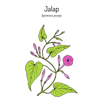 Jalap ipomoea purga , medicinal plant.
