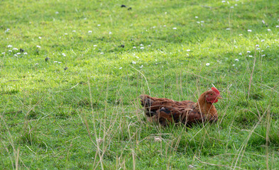 free hen on the meadow