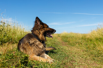 German shepherd dog lies in the meadow. The dog lies on the green grass. The head of the dog in profile.