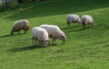 Fototapeta premium sheep grazing free on the meadow