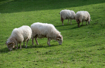 sheep grazing free on the meadow