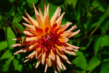 Bud Dahlia flower close up in the garden.
