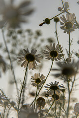 Perspektivwechsel Margerite