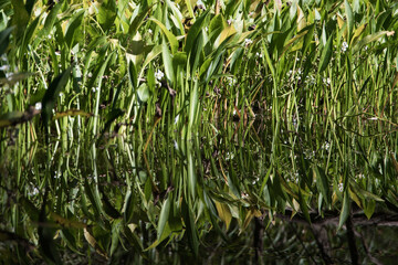 Reeds growing in river in the sun