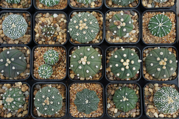Astrophytum Cactus in the planting pot - 418679072