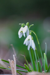 Snowdrops with blurred background