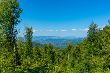 submerged black sea forests in summer. It looks great with beech trees and flowers.