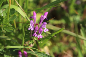 冬の野原に咲くホトケノザのピンクの花