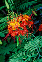 Caesalpinia pulcherrima