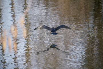 Kormoran im Flug über einem Fluss um auf Beute jagen zu können, Phalacrocorax carbo