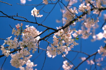 桜の木の下で見上げれば…