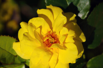 The bud of a beautiful yellow rose blooming in the garden.