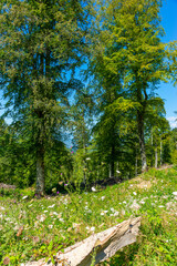 submerged black sea forests in summer. It looks great with beech trees and flowers.